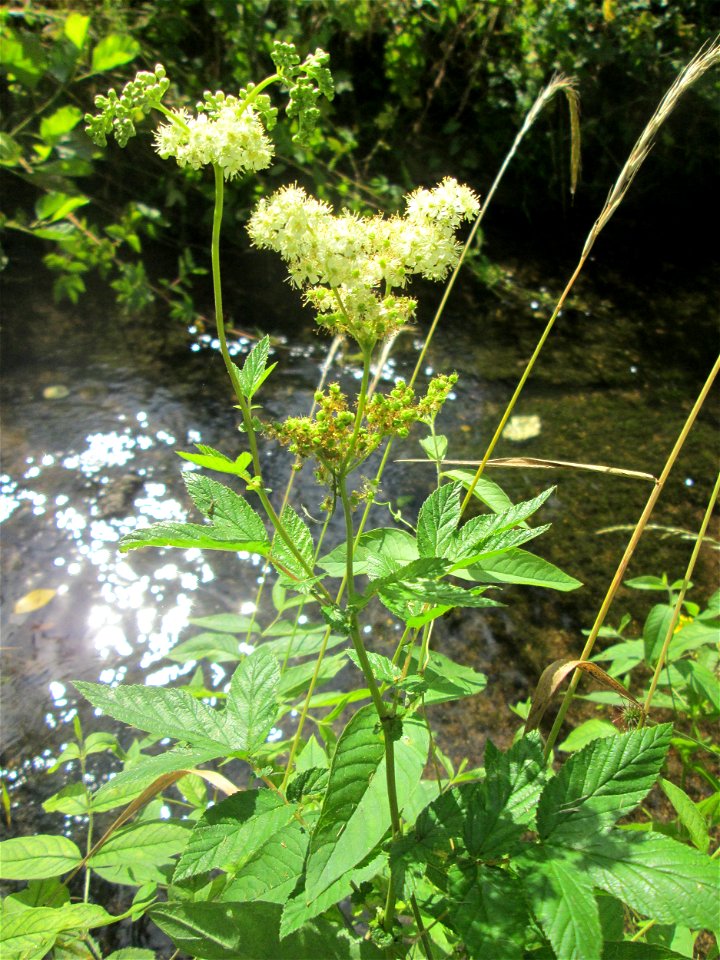 Echtes Mädesüß (Filipendula ulmaria) am Saarbach in Fechingen