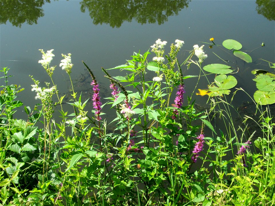 Echtes Mädesüß (Filipendula ulmaria) an der Saar in Saarbrücken