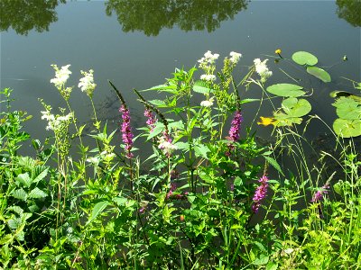 Echtes Mädesüß (Filipendula ulmaria) an der Saar in Saarbrücken photo