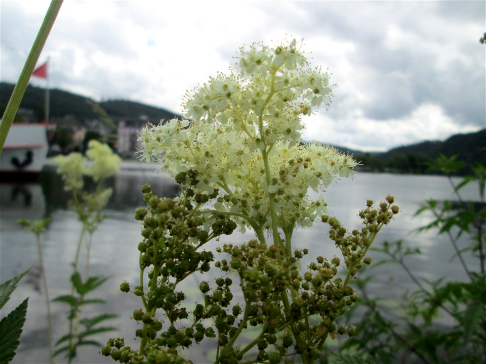 Echtes Mädesüß (Filipendula ulmaria) an der Mosel in Alf