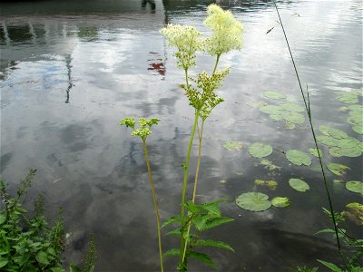 Echtes Mädesüß (Filipendula ulmaria) an der Mosel in Alf