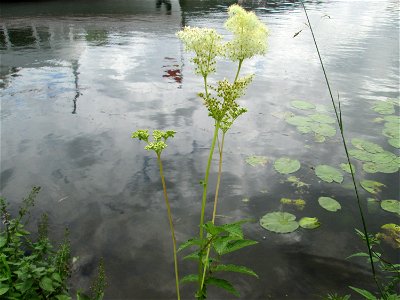 Echtes Mädesüß (Filipendula ulmaria) an der Mosel in Alf photo