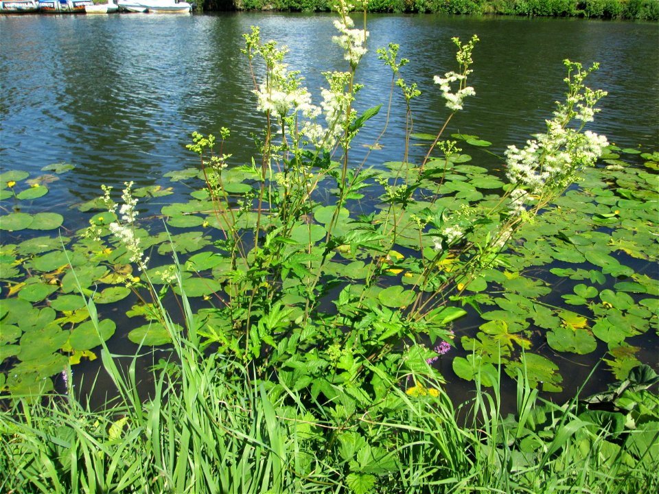 Echtes Mädesüß (Filipendula ulmaria) an der Saar in Alt-Saarbrücken