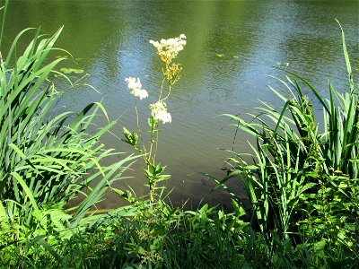 Echtes Mädesüß (Filipendula ulmaria) nebst Sumpf-Schwertlilie (Iris pseudacorus) an der Saar in Sankt Arnual photo