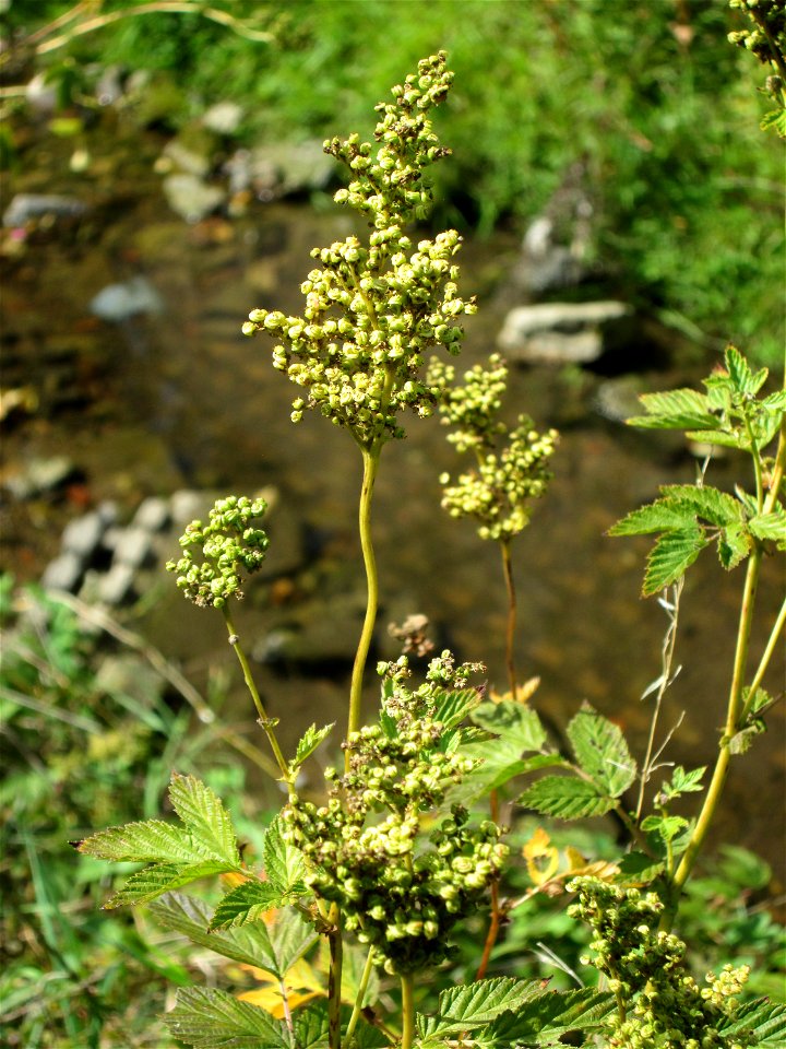 Echtes Mädesüß (Filipendula ulmaria) am Saarbach in Eschringen