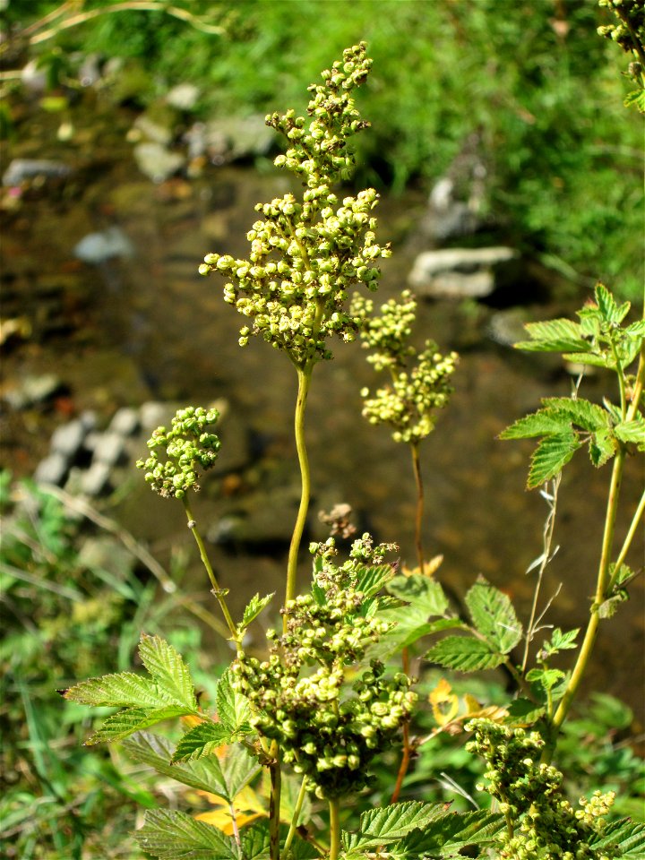 Echtes Mädesüß (Filipendula ulmaria) am Saarbach in Eschringen photo