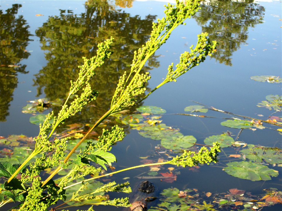 Echtes Mädesüß (Filipendula ulmaria) an der Saar in Saarbrücken