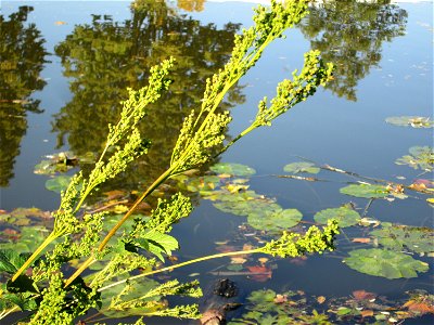 Echtes Mädesüß (Filipendula ulmaria) an der Saar in Saarbrücken photo