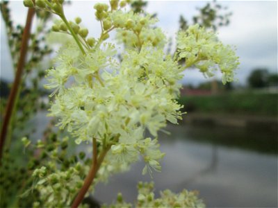 Echtes Mädesüß (Filipendula ulmaria) an der Güdinger Schleuse