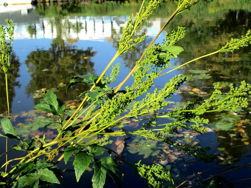 Echtes Mädesüß (Filipendula ulmaria) an der Saar in Saarbrücken