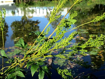 Echtes Mädesüß (Filipendula ulmaria) an der Saar in Saarbrücken