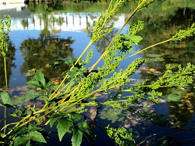 Echtes Mädesüß (Filipendula ulmaria) an der Saar in Saarbrücken photo