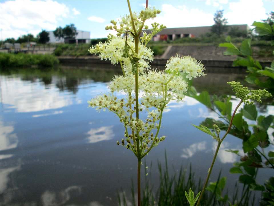 Echtes Mädesüß (Filipendula ulmaria) an der Saaraue Güdingen