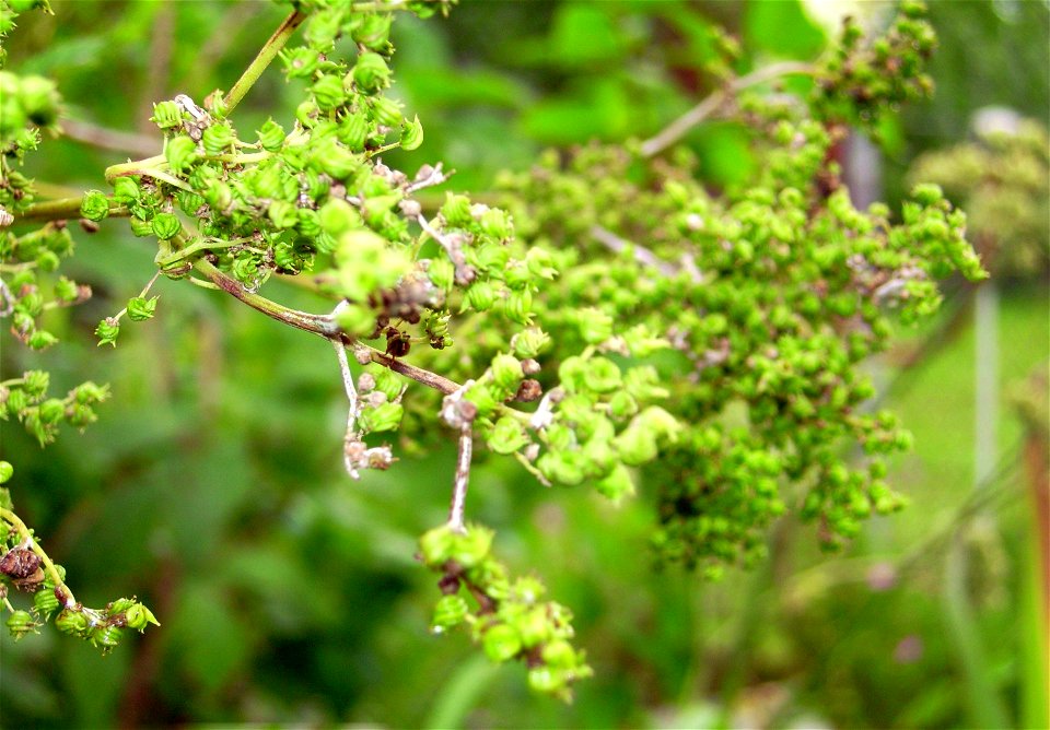 Fruits: Filipendula ulmaria, Queen of the Meadow, Pride of the Meadow, Meadow-Wort, Meadow Queen, Lady of the Meadow, Dollof, Meadsweet, Bridewort
