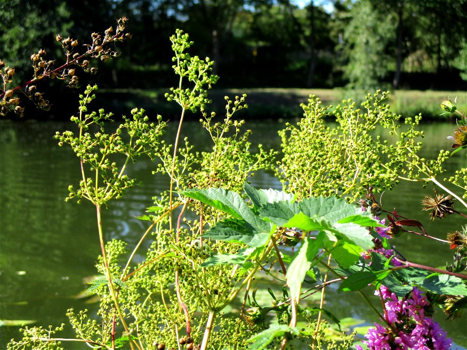 Echtes Mädesüß (Filipendula ulmaria) an der Saar im Naturschutzgebiet "St. Arnualer Wiesen"