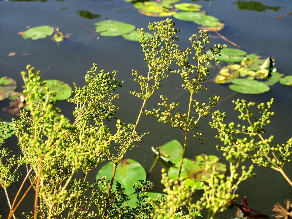 Echtes Mädesüß (Filipendula ulmaria) an der Saar im Naturschutzgebiet "St. Arnualer Wiesen"