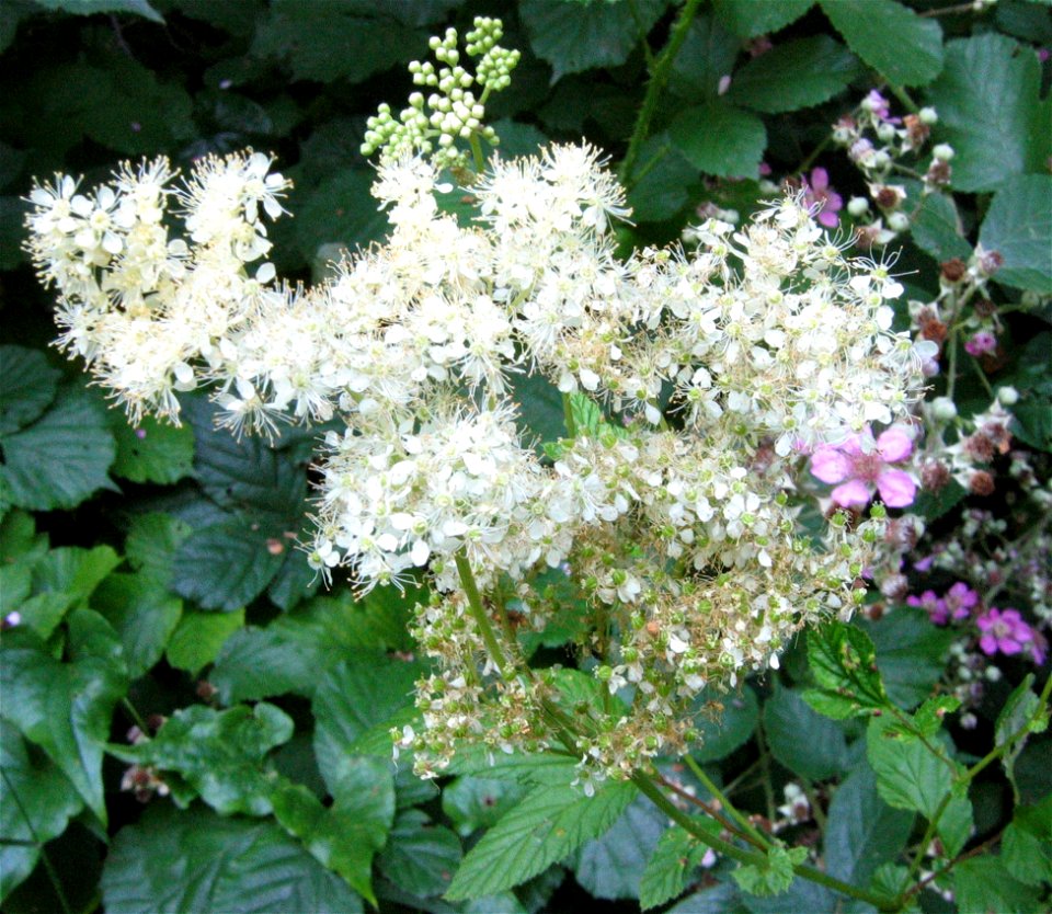 Filipendula ulmaria Sorbus aucuparia, Vivier de Tancarville, Tancarville, Seine-Maritime, France