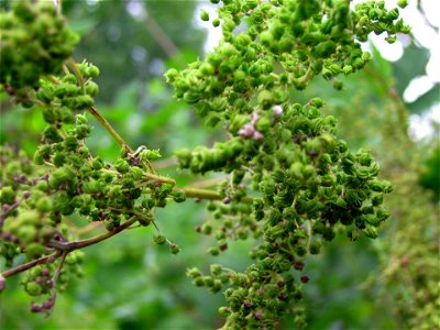 Fruits: Filipendula ulmaria, Queen of the Meadow, Pride of the Meadow, Meadow-Wort, Meadow Queen, Lady of the Meadow, Dollof, Meadsweet, Bridewort photo