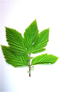 Reine-des-prés, Filipendula ulmaria photo