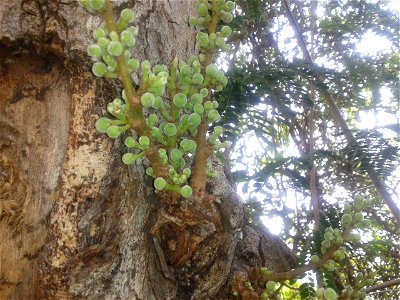 Botanical name -Ficus glomerata Roxb. English name – Cluster fig Sanskrit name –Uthumpara Tamil name – ATHTHI ‘cluster of eye balls’ Fruit is used to treat sugar complaints and lever blockings photo