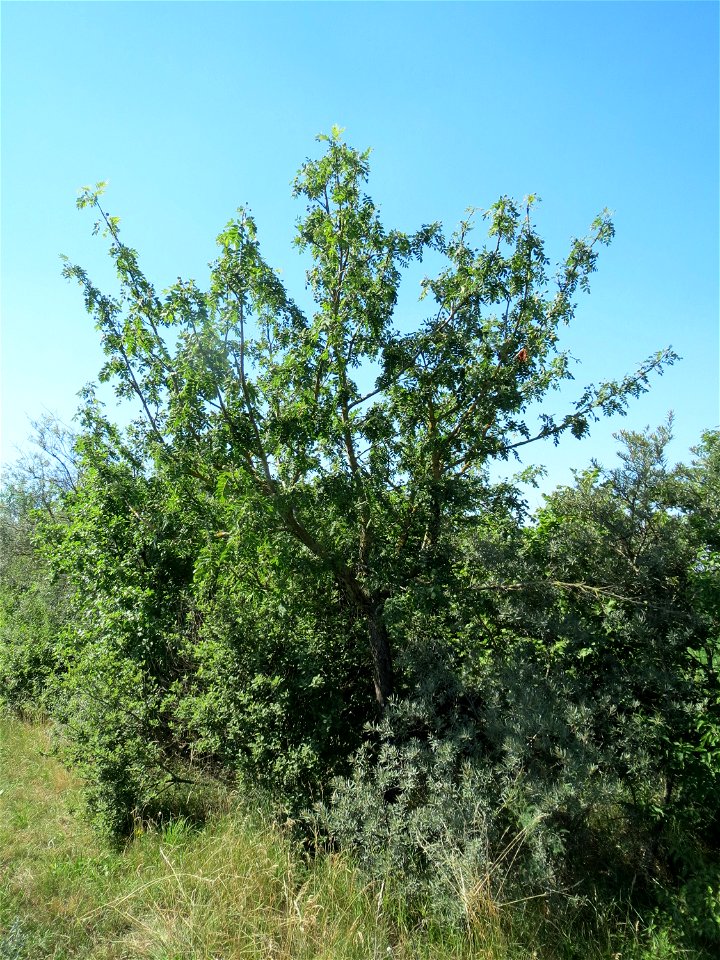 Speierling (Sorbus domestica) bei Neulußheim