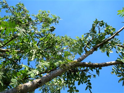 Speierling (Sorbus domestica) bei Neulußheim