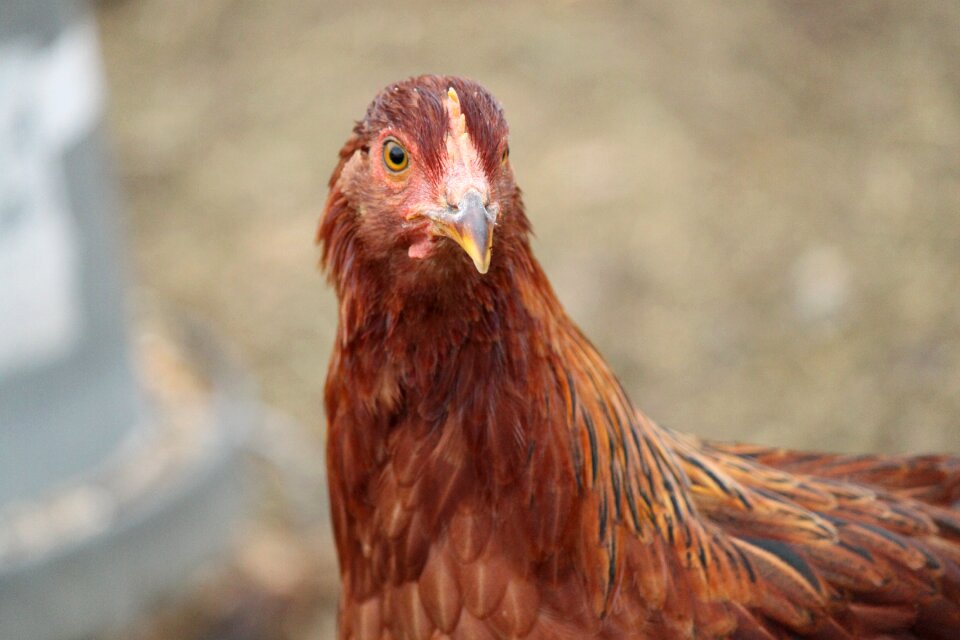 Poultry livestock brown chicken