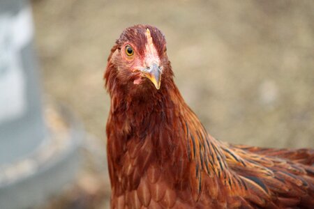 Poultry livestock brown chicken photo