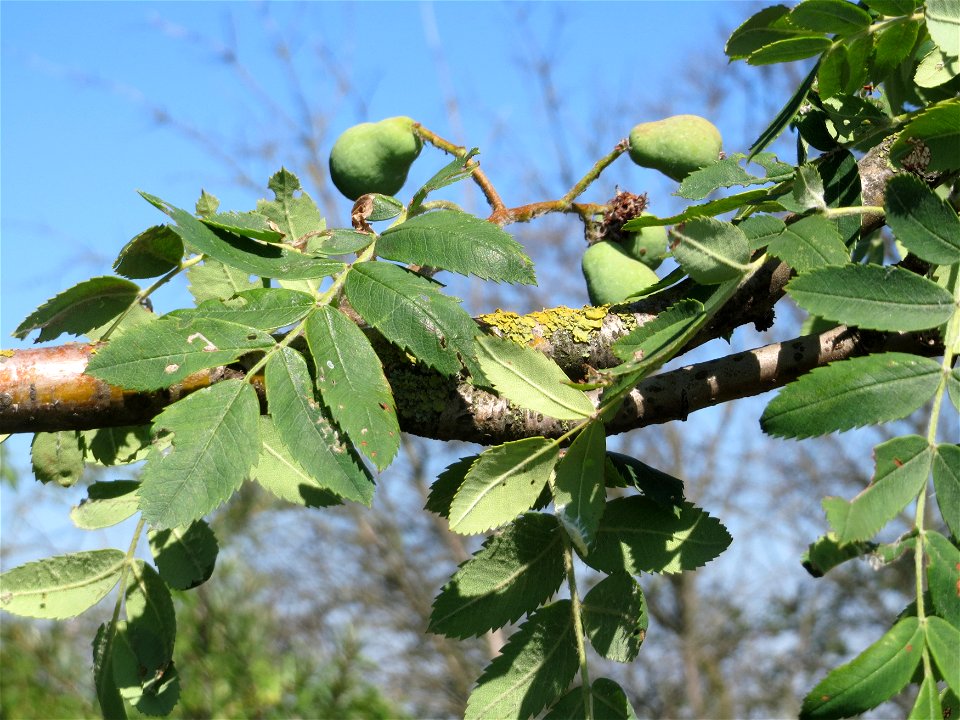 Speierling (Sorbus domestica) bei Neulußheim