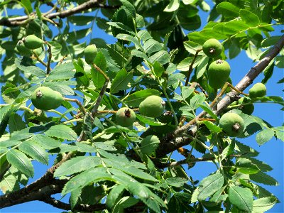 Speierling (Sorbus domestica) bei Neulußheim