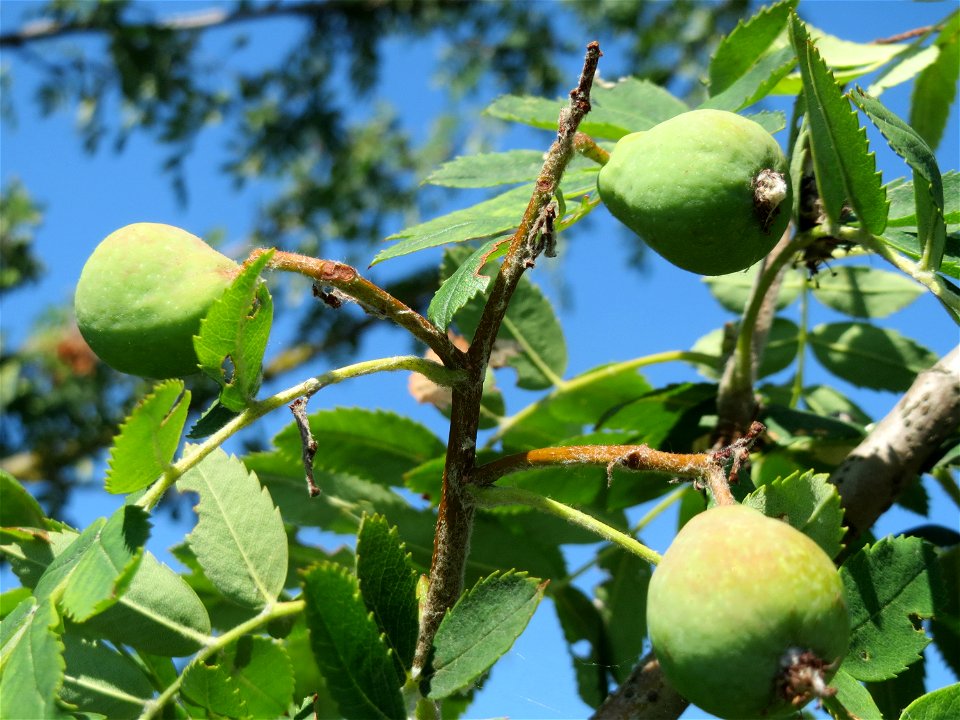 Speierling (Sorbus domestica) bei Neulußheim