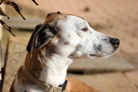 Dog mammal greyhound