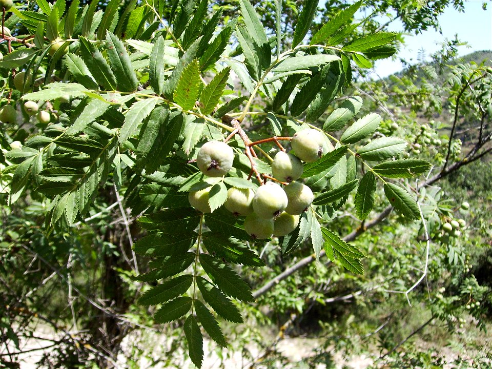 Image:Sorbus domestica_21_juliol_06_051.jpg
Sorbus domestica (inmature fruits pear shaped) in Serra de Castelltallat, Catalonia 
Víctor M. Vicente Selvas

My own work