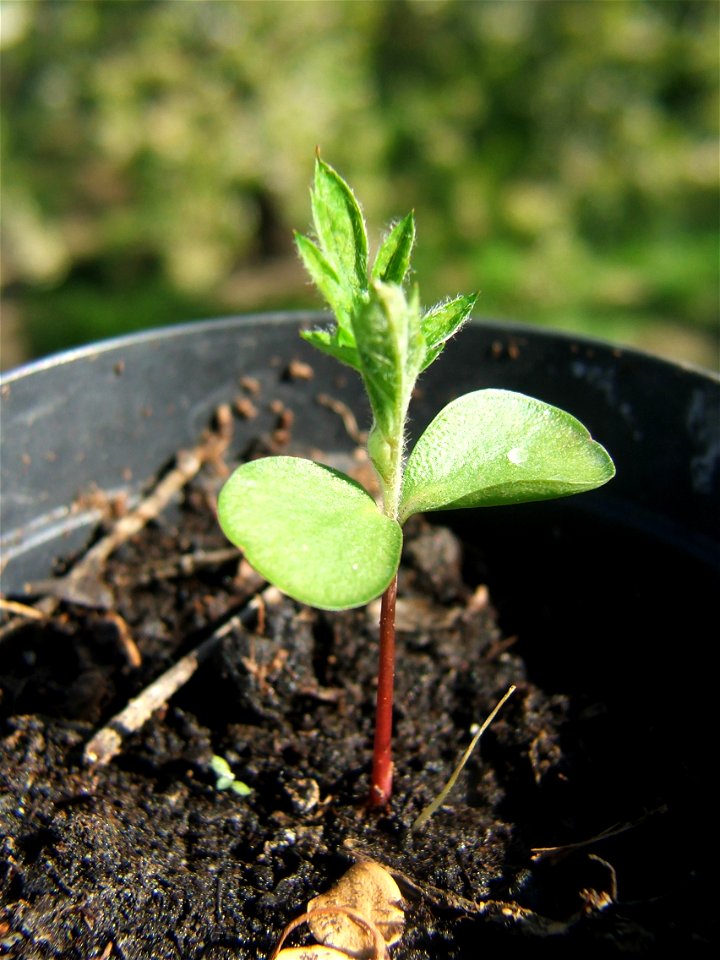Sorbus domestica seedling