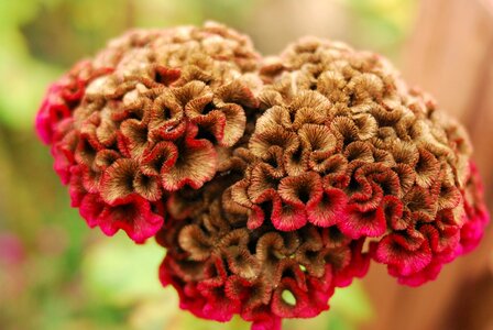 Red brown landscape