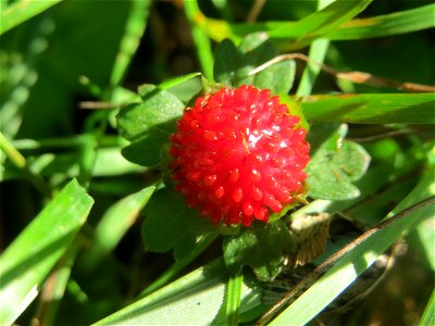 Indische Scheinerdbeere (Potentilla indica) - invasiv im Deutsch-Französischen Garten in Saarbrücken