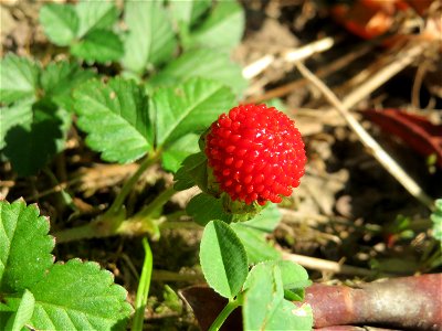Scheinerdbeere (Potentilla indica) - invasiv im Deutsch-Französischen Garten in Saarbrücken