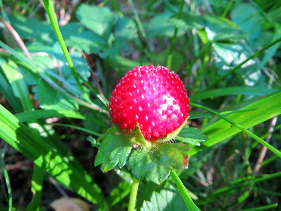 Scheinerdbeere (Potentilla indica) - invasiv im Deutsch-Französischen Garten in Saarbrücken