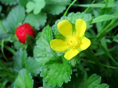 Scheinerdbeere (Potentilla indica) am Staden in Saarbrücken