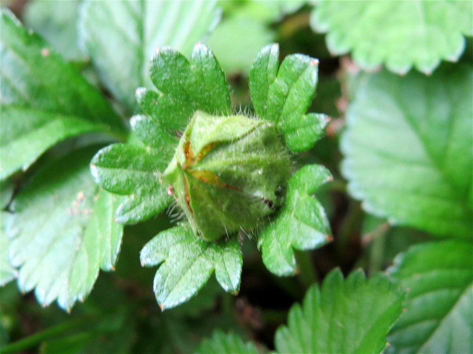 Scheinerdbeere (Potentilla indica) am Staden in Saarbrücken