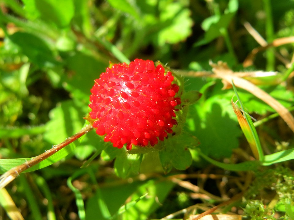 Scheinerdbeere (Potentilla indica) in Saarbrücken