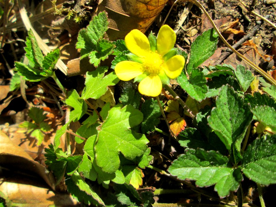Scheinerdbeere (Potentilla indica) in der Schwetzinger Hardt - eingeschleppt aus Süd- und Südostasien