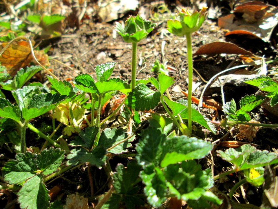 Indische Scheinerdbeere (Potentilla indica) in der Schwetzinger Hardt - eingeschleppt aus Süd- und Südostasien
