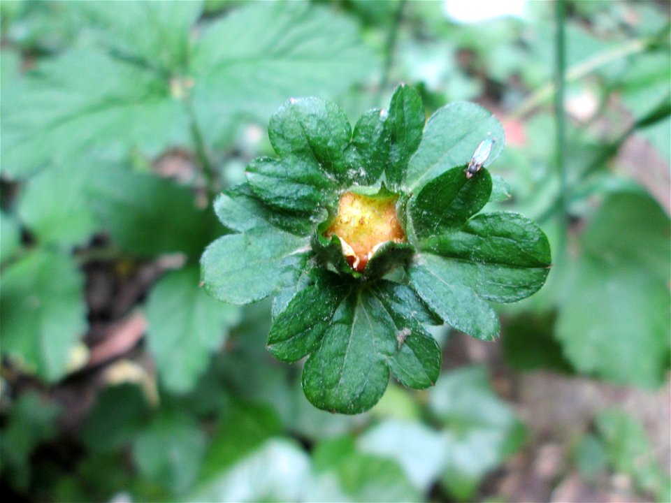 Scheinerdbeere (Potentilla indica) am Staden in Saarbrücken