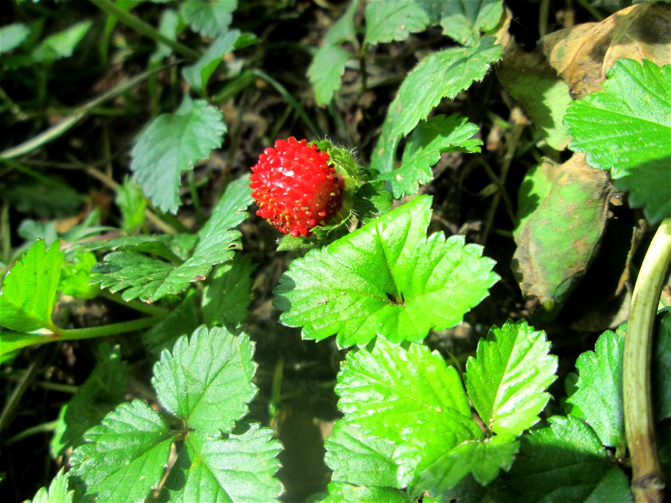 Indische Scheinerdbeere (Potentilla indica) am Staden in Saarbrücken - eingeschleppt aus Asien