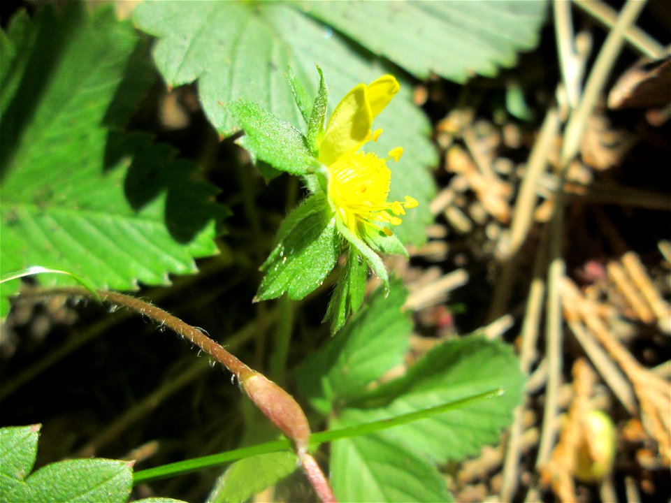 Indische Scheinerdbeere (Potentilla indica) am Hauptfriedhof Saarbrücken - eingeschleppt aus Asien
