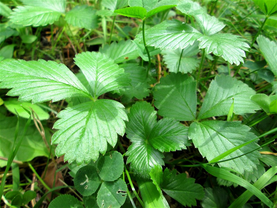 Indische Scheinerdbeere (Potentilla indica) am Hauptfriedhof Saarbrücken - eingeschleppt aus Asien