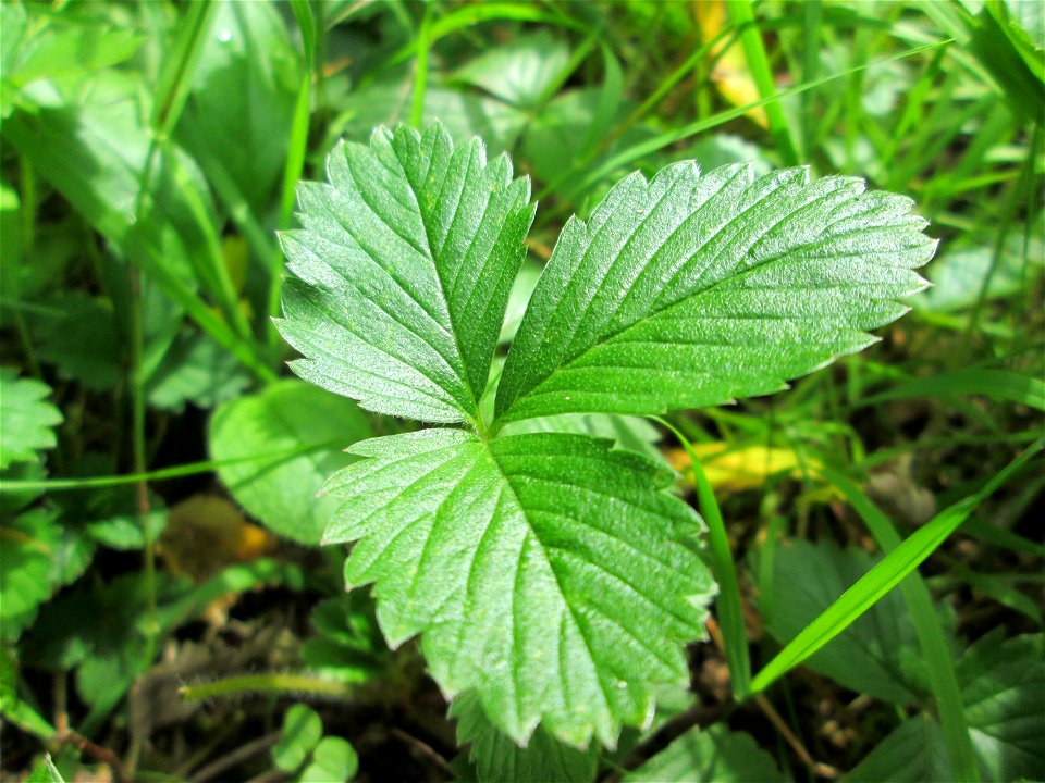 Indische Scheinerdbeere (Potentilla indica) am Hauptfriedhof Saarbrücken - eingeschleppt aus Asien