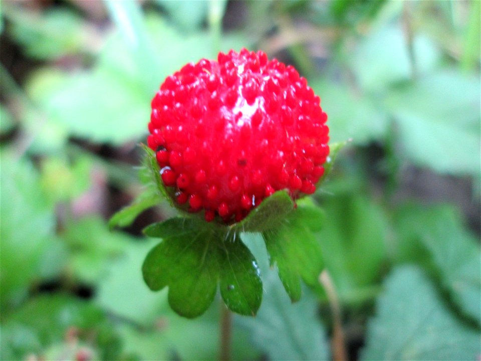 Scheinerdbeere (Potentilla indica) in Saarbrücken