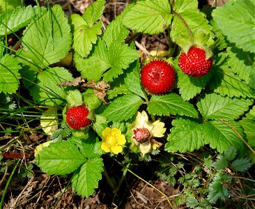 Mock Strawberry